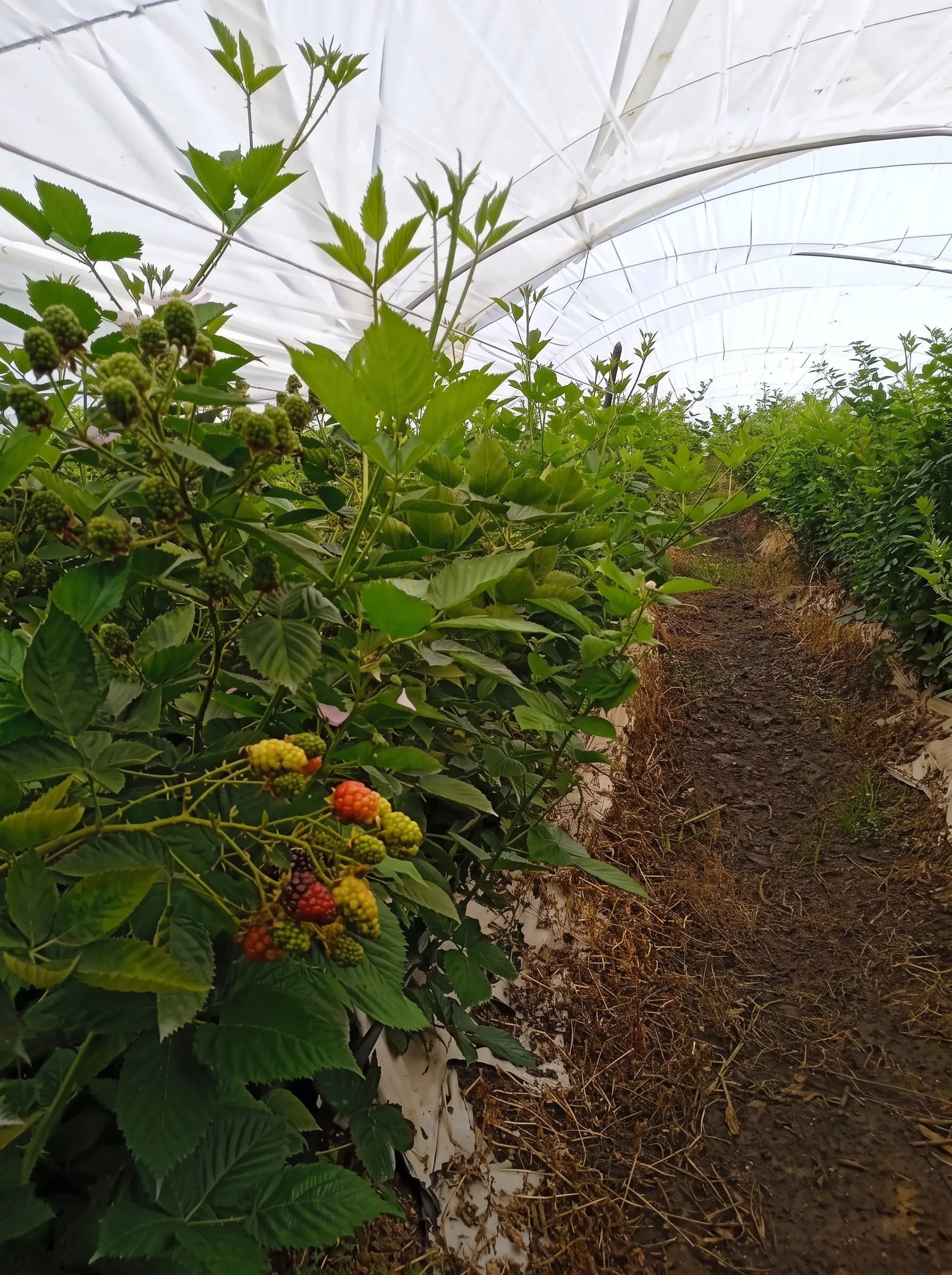 Hilera de berries en túnel de cultivo